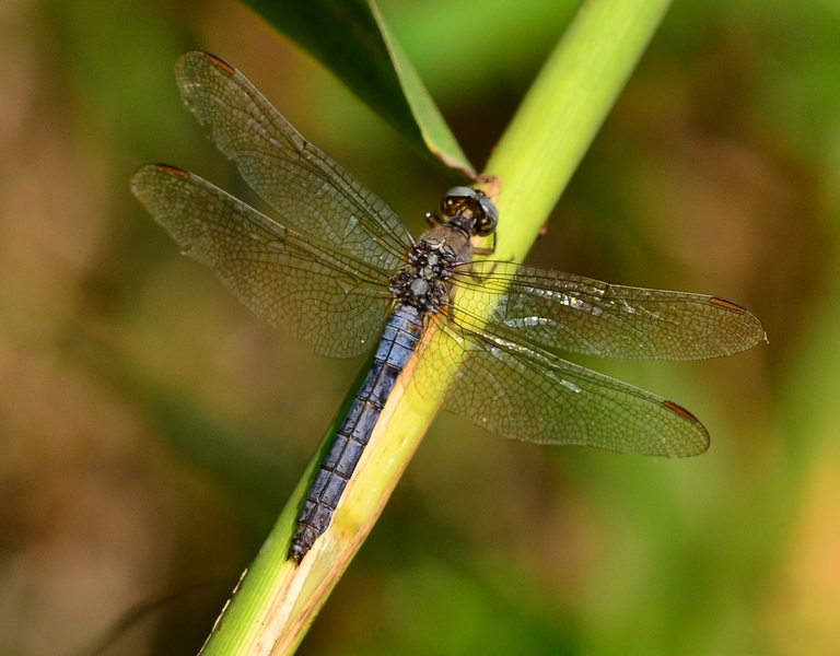 Altra femmina di Orthetrum